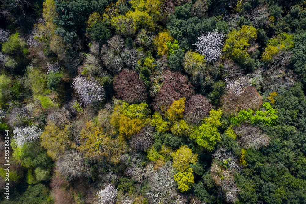 Springtime, Tarrueza, Laredo, Montaña Oriental Costera, Cantabria, Spain, Europe Springtime, Tarrueza, Laredo, Montaña Oriental Costera, Cantabria, Spain, Europe