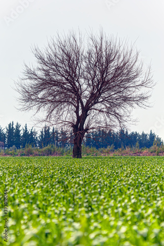 Wallpaper Mural Barren lone tree on the autumn meadow Torontodigital.ca