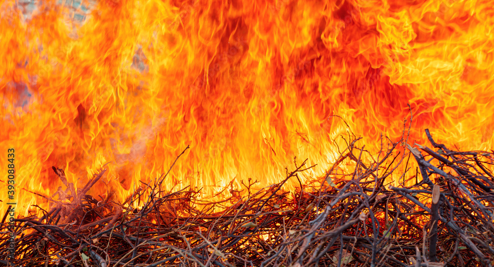 Close-up shot of a forest fire - Fire burning wood in forest Close-up shot of a forest fire - Fire burning wood in forest