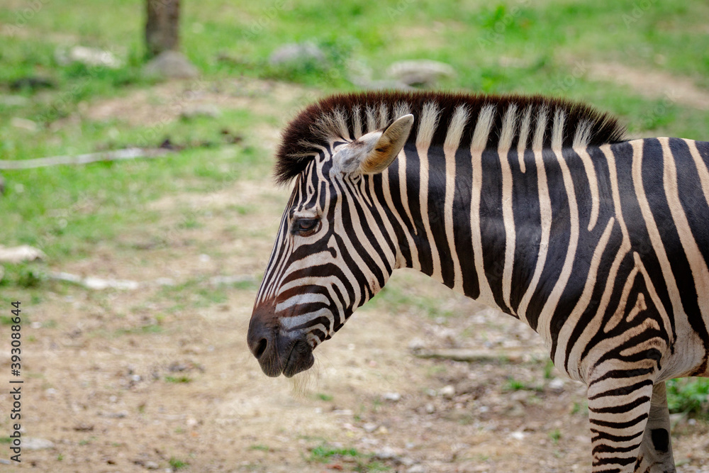 Image of an zebra head on nature background. Wild Animals. Image of an zebra head on nature background. Wild Animals.
