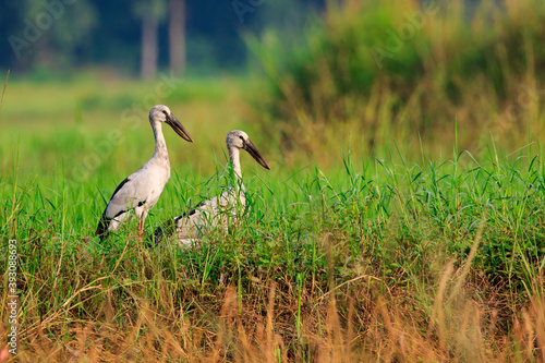 Image of Flocks open-billed stork or Asian openbill on nature background.. Wild Animals. Birds photo
