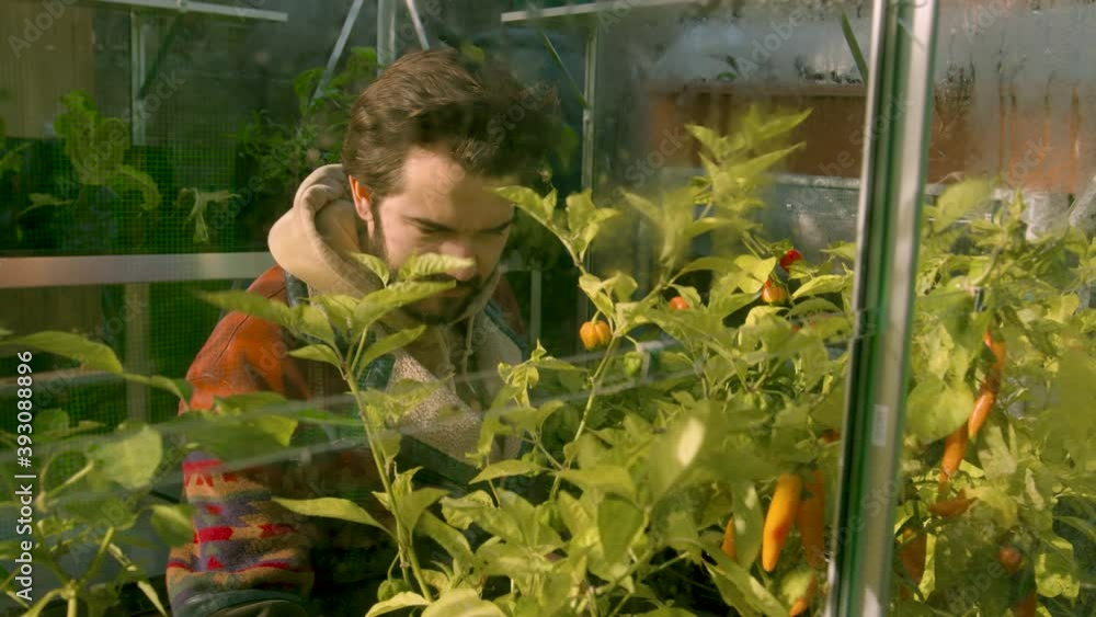 Hipster male checking on his chili plants in his green house Hipster male checking on his chili plants in his green house
