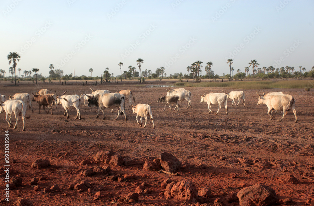 herd of white cows with big horns walking in the evening herd of white cows with big horns walking in the evening