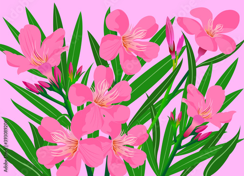Beauty Oleander flower, illustration, flat design