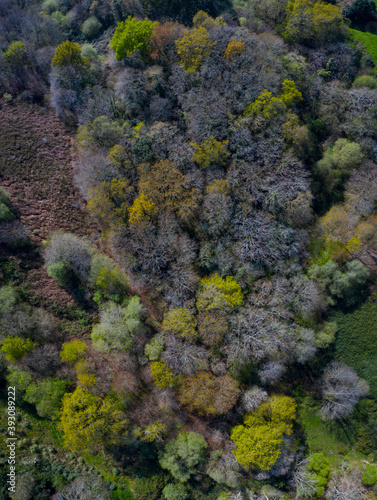 Springtime, Tarrueza, Laredo, Montaña Oriental Costera, Cantabria, Spain, Europe