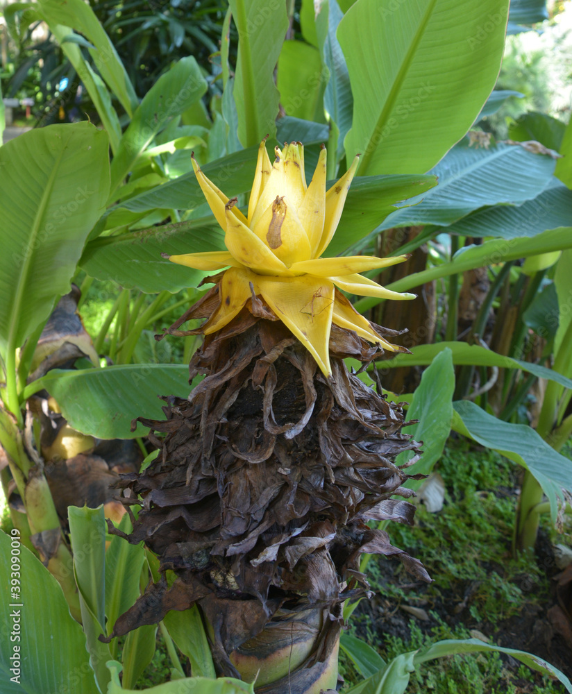 Fototapeta premium an isolated yellow Ensete lasiocarpum blossoms in the bush in the garden