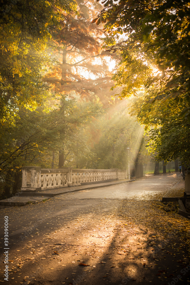 Sun rays in a forest on an autumn day Sun rays in a forest on an autumn day