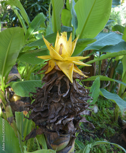 an isolated yellow Ensete lasiocarpum blossoms in the bush in the garden photo
