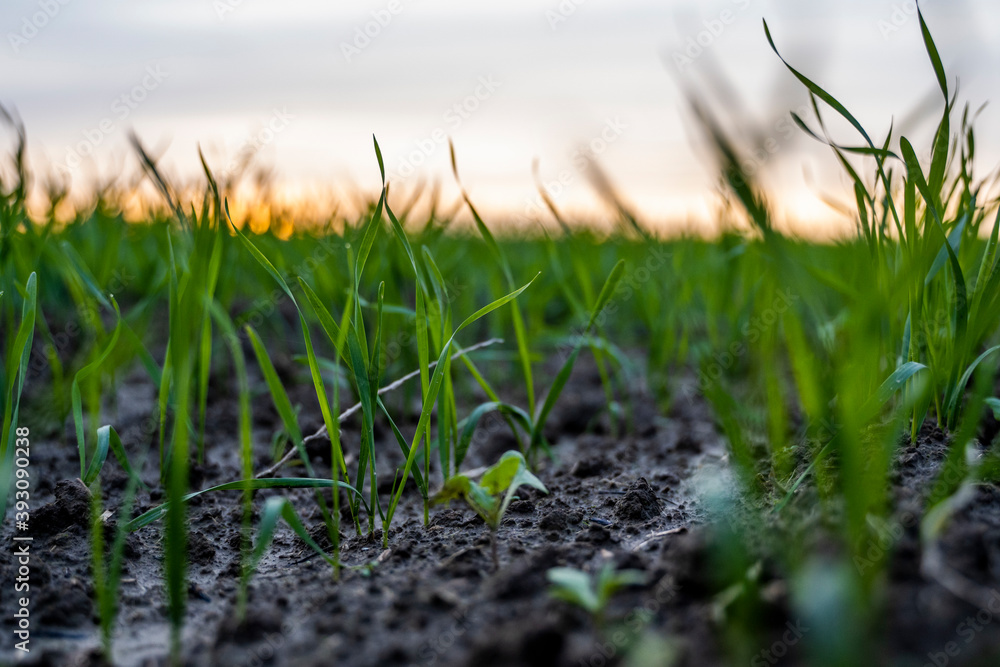 Close up young green wheat seedlings growing in a soil on a field in a sunset. Close up on sprouting rye agriculture on a field in sunset. Sprouts of rye. Wheat grows in chernozem planted in autumn. Close up young green wheat seedlings growing in a soil on a field in a sunset. Close up on sprouting rye agriculture on a field in sunset. Sprouts of rye. Wheat grows in chernozem planted in autumn.