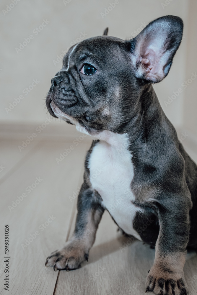 French bulldog puppy