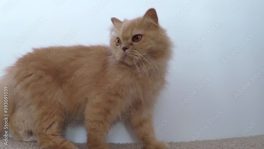 Close up jumping persian cat with wide angle shot Close up jumping persian cat with wide angle shot