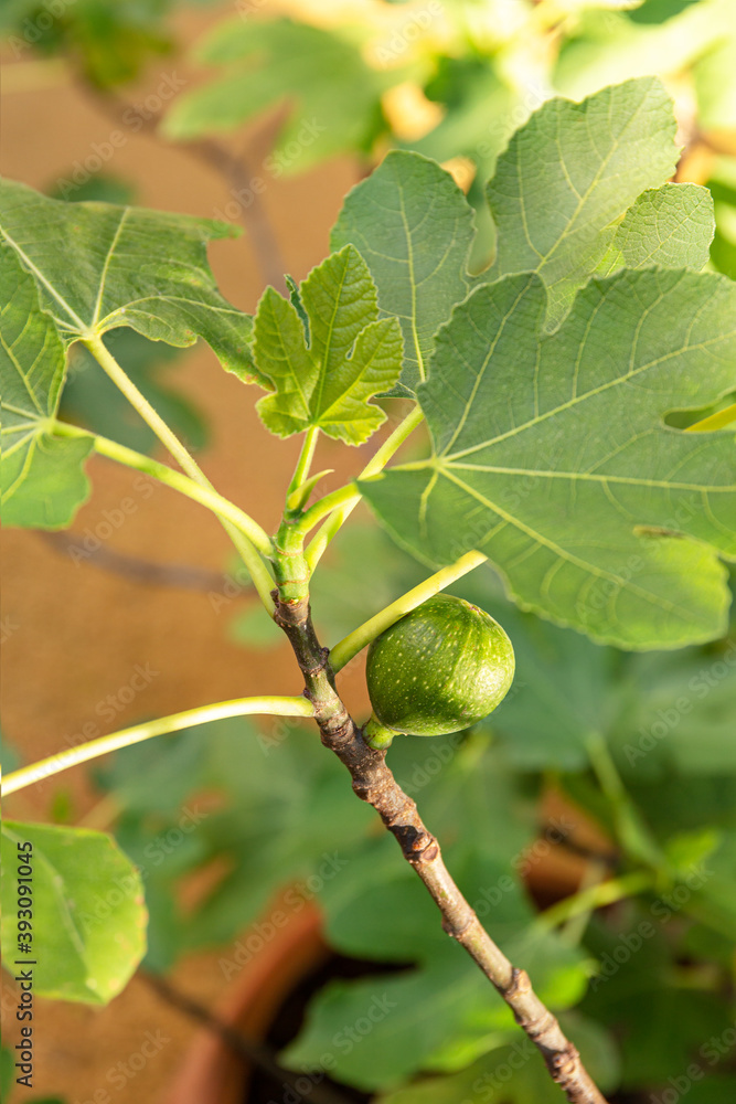 Young ripening fig fruit on a branch. Stem with Green Figs. Fig fruit growth. Ripening stage of figs, growing fig bush. Young ripening fig fruit on a branch. Stem with Green Figs. Fig fruit growth. Ripening stage of figs, growing fig bush.