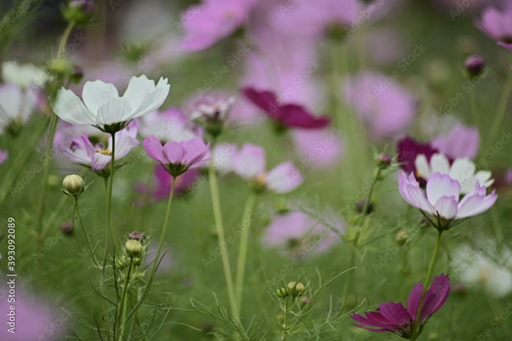 Selective focus on white cosmos flower blooming cosmos flower field, beautiful vivid natural autumn garden outdoor park image.
