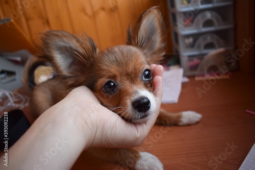 Chihuahua dog face in human hand