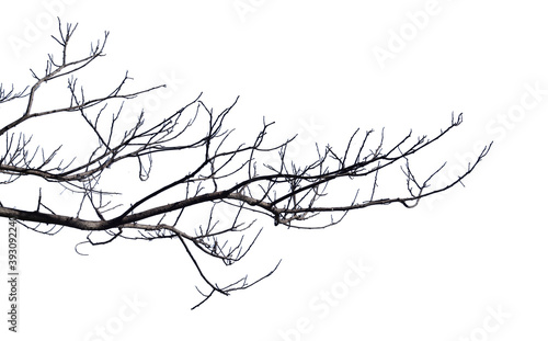 Dry branches Cracked dark crust Part of the tree beautiful from the forest Isolated on white background