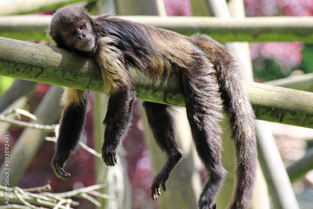 monkey (capuchin) in a zoo in france