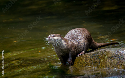 Portrait of an otter in the water