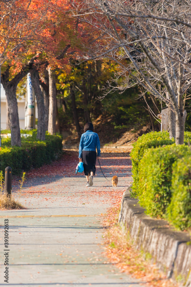 秋の公園で犬を連れて散歩している女性