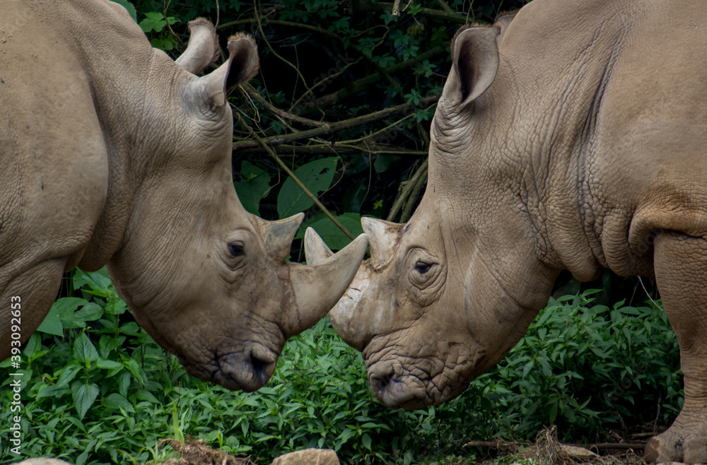 Fototapeta premium Javanese Rhino facing each other 