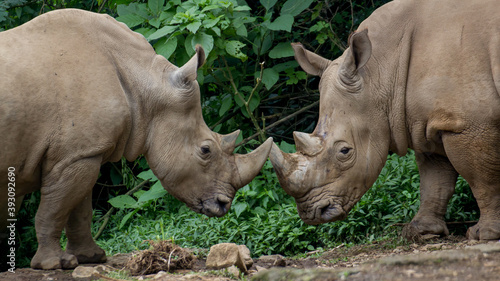Javanese Rhino facing each other 