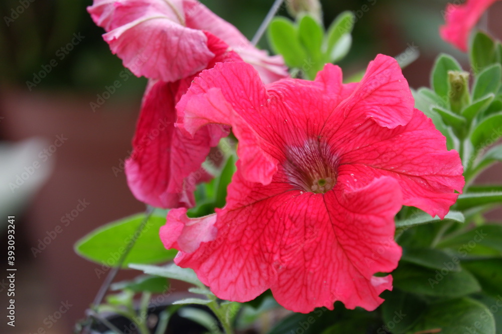 Close up image of red petunia in full bloom in the botanical garden isolated in blur background , out of focus Close up image of red petunia in full bloom in the botanical garden isolated in blur background , out of focus