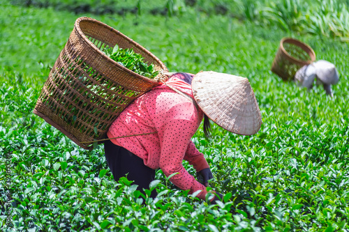 Woman harvesting tea leaves in Lam Dong province, Vietnam.