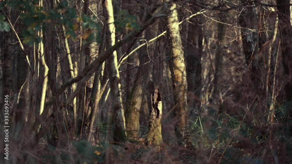 A short broken log stump of a tree in out of focus windy forest scene A short broken log stump of a tree in out of focus windy forest scene