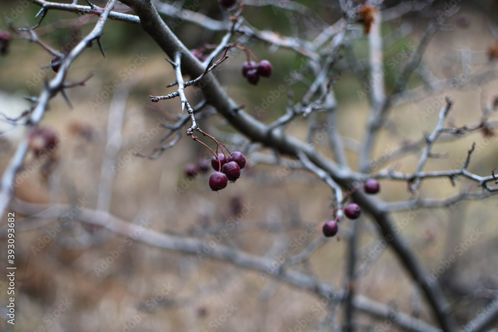 frozen cherry on a branch. Soft focus. The first frost frozen cherry on a branch. Soft focus. The first frost