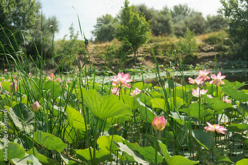 Lake landscape with lotuses