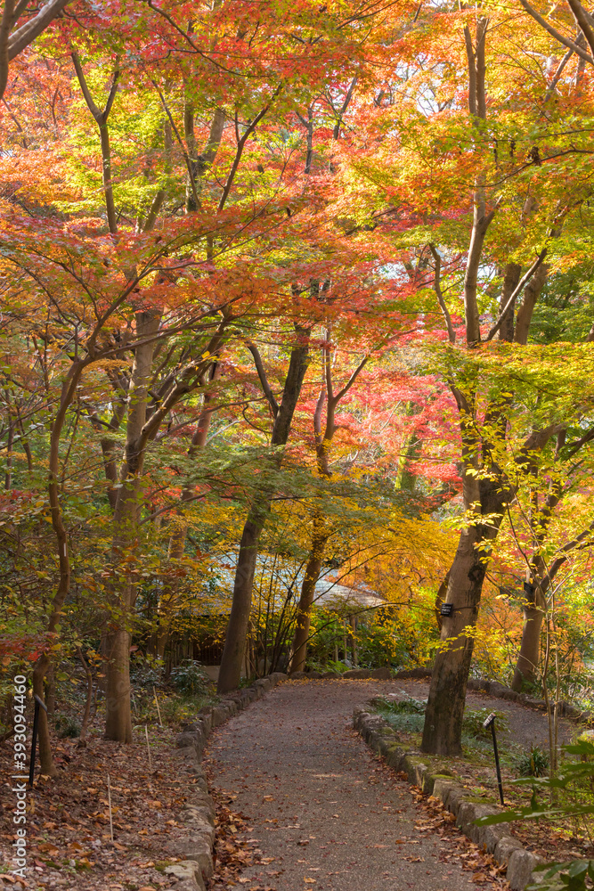 秋の公園の静かな紅葉の風景