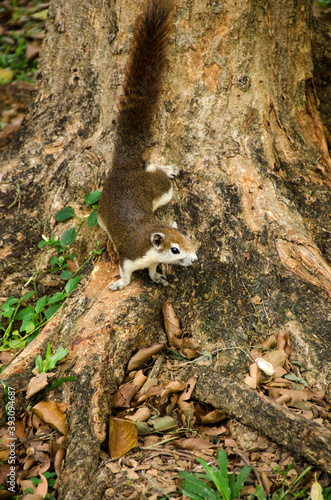 Close-up cute squirrel pauses as it climbs down tree with nature blurred background, Thailand