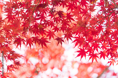 秋の綺麗な鮮やかな紅葉の風景