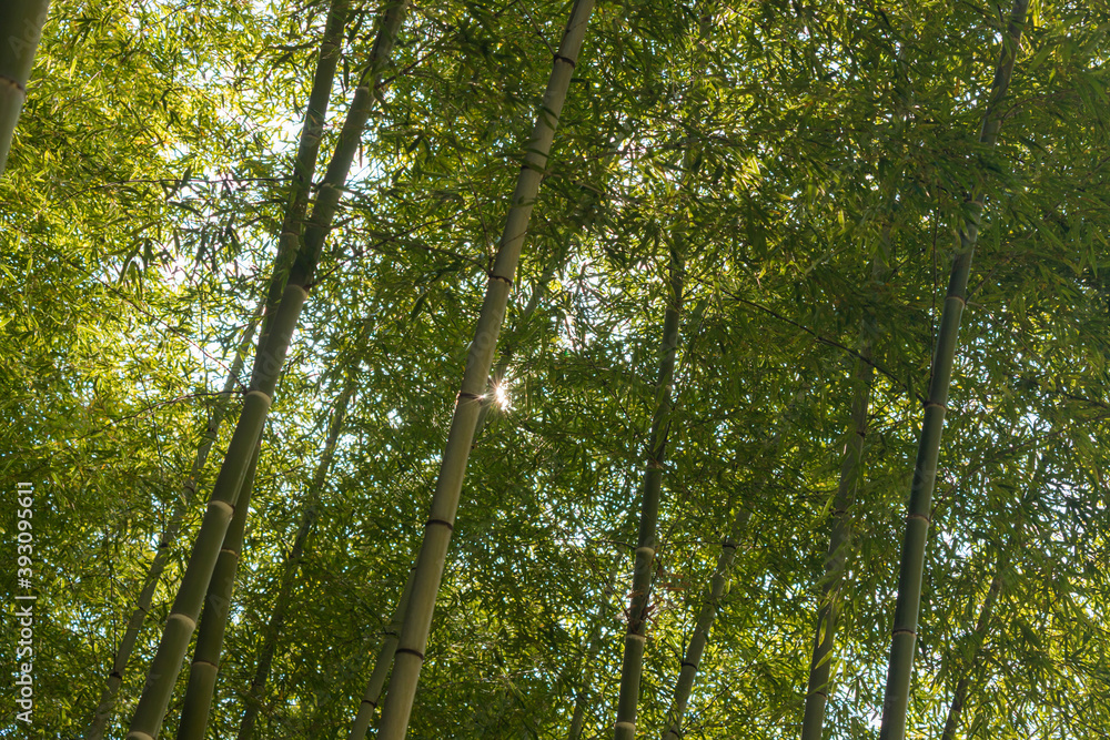 Obraz premium 秋の緑色の竹林の風景