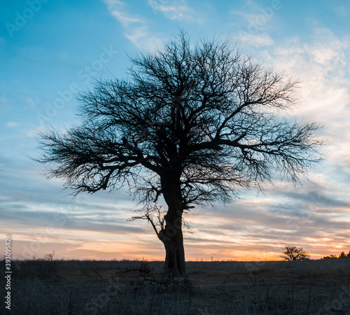 Calden tree, La Pampa province, Patagonia, Argentina