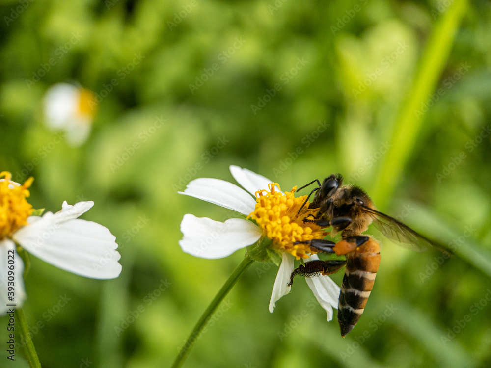 Close-up of honey bee pollinating on flower Close-up of honey bee pollinating on flower