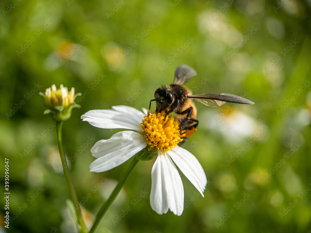 Close-up of honey bee pollinating on flower Close-up of honey bee pollinating on flower