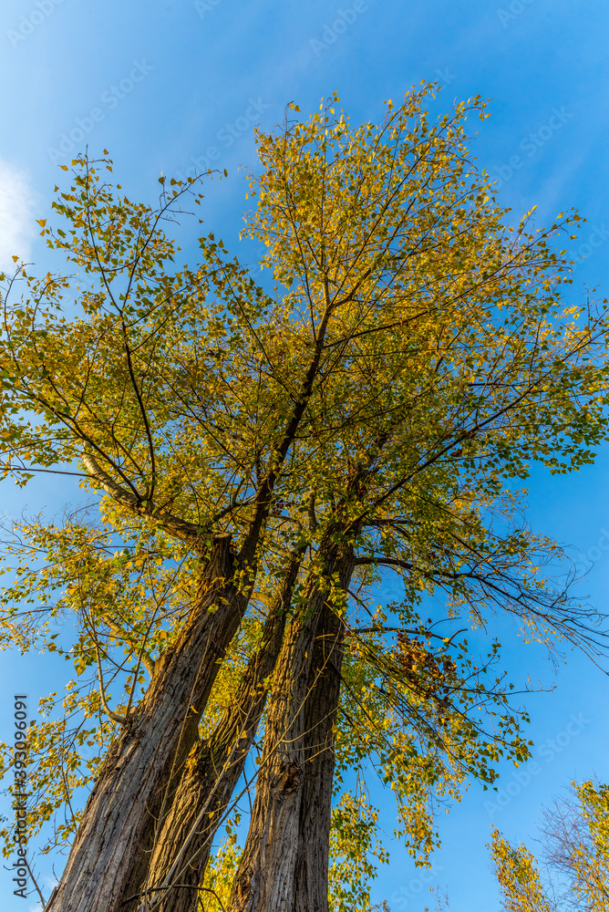Fototapeta premium Herbstlandschaft