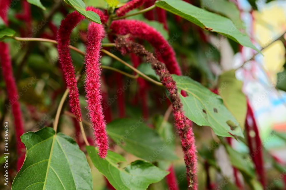 Red-hot cat's tail Latin name is Acalypha hispida. The red flowering tails of the Acalypha hispida on display. Exotic Decorative plant in the garden. Tropical plant with long red flowers strange. Red-hot cat's tail Latin name is Acalypha hispida. The red flowering tails of the Acalypha hispida on display. Exotic Decorative plant in the garden. Tropical plant with long red flowers strange.