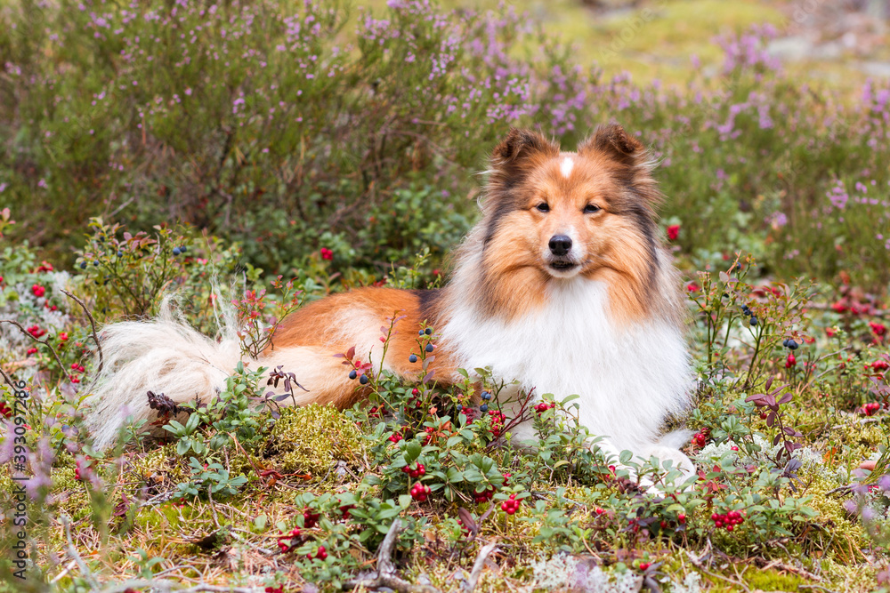 Smiling, sweet, cute, smart sable white shetland sheepdog, sheltie lies in a forest in field of moss and lingonberry, foxberry, cowberry. Little collie, lassies dog with happy face in autumn forest Smiling, sweet, cute, smart sable white shetland sheepdog, sheltie lies in a forest in field of moss and lingonberry, foxberry, cowberry. Little collie, lassies dog with happy face in autumn forest