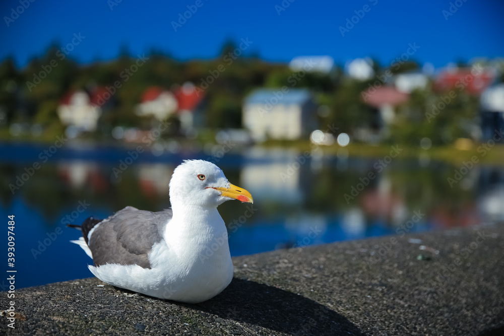 Obraz premium Island, Reykjavik