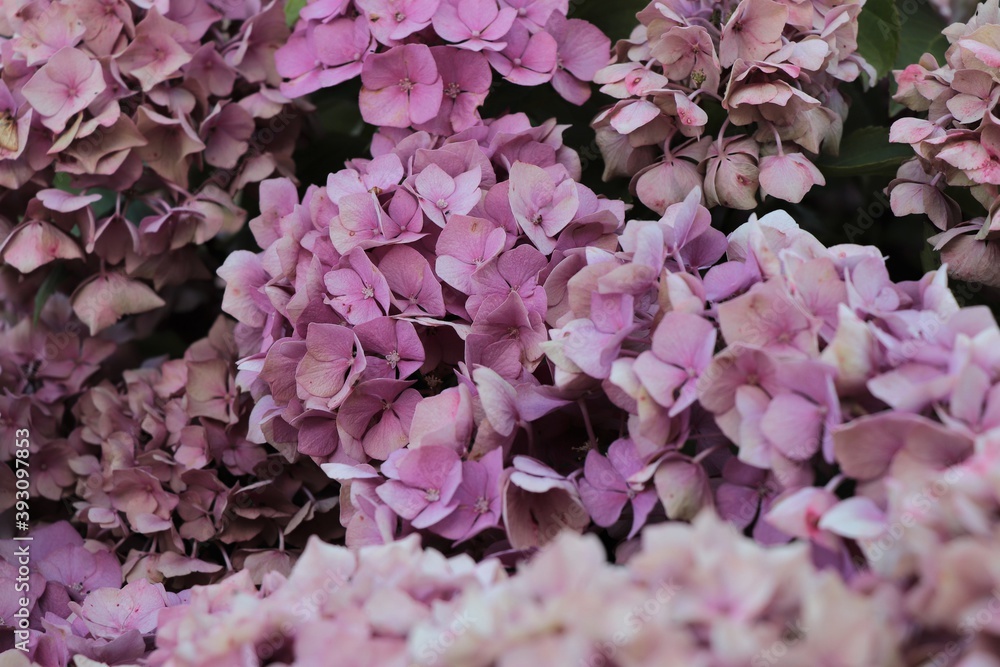 Pink Hydrangeas Pink Hydrangeas