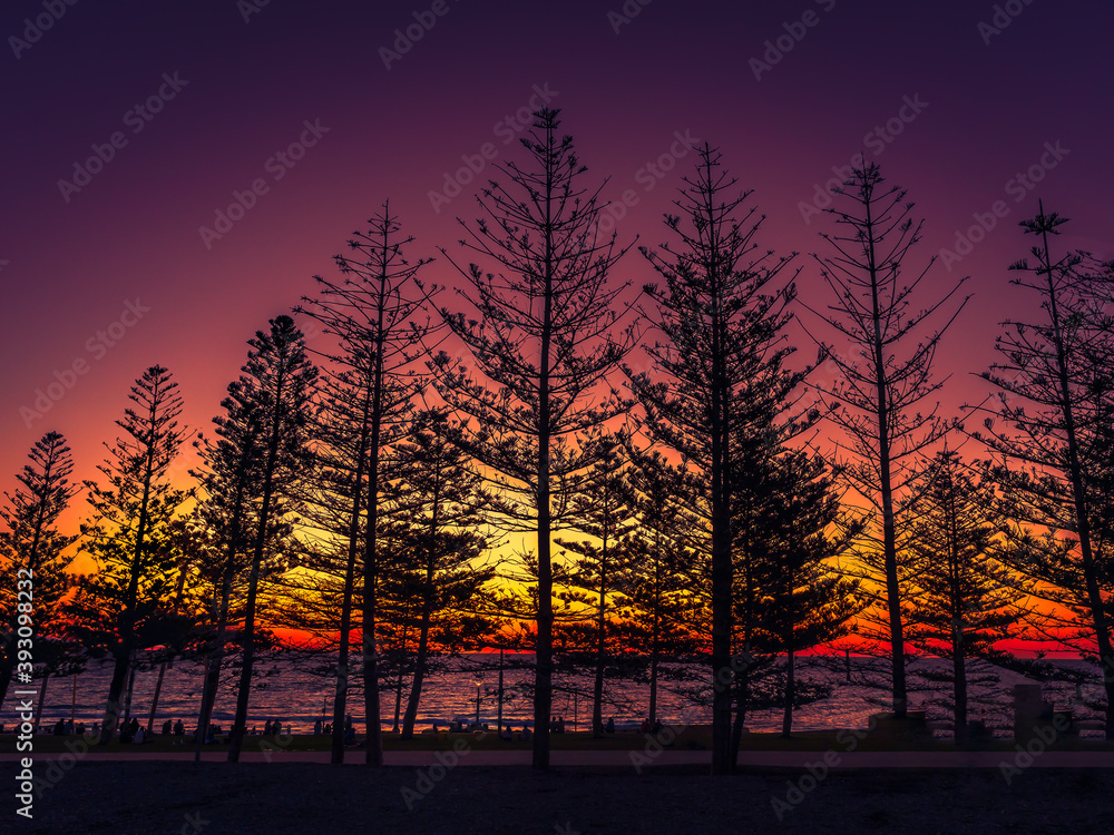 Obraz premium Tree silhouette by the beach in sunset
