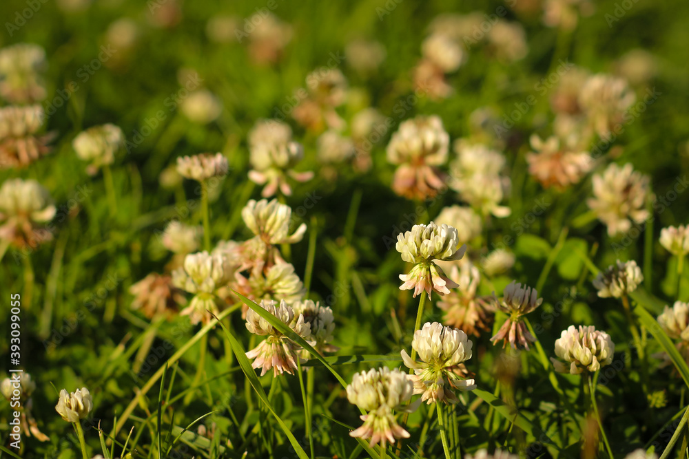 Trifolium pratense, the white clover in the meadow. White-flowered clover and Poa annua, or annual meadow grass on the lawn in summer in the sunlight. Trifolium pratense, the white clover in the meadow. White-flowered clover and Poa annua, or annual meadow grass on the lawn in summer in the sunlight.