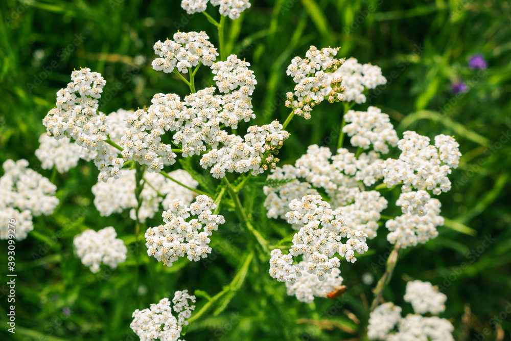 An image of a Common yarrow, Achillea millefolium. An image of a Common yarrow, Achillea millefolium.