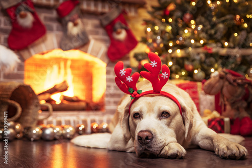 Yellow Labrador Retriever laying in front of Christmas fireplace