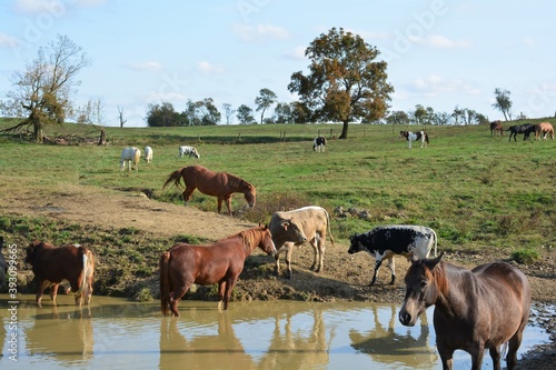 Herd of cows and horses at a water hole. © Vito Natale NJ USA