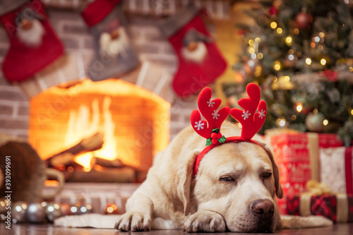 Yellow Labrador Retriever laying in front of Christmas fireplace