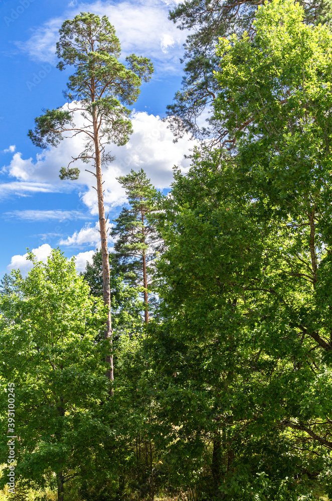 Fototapeta premium Forest with tall pine trees in summer sunny day