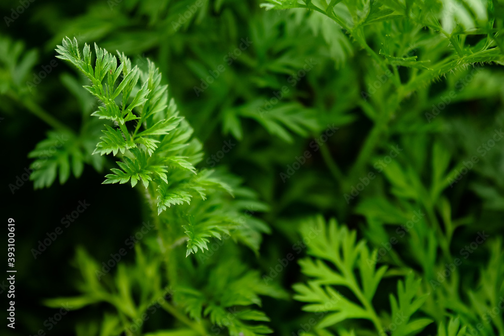 green leaves from carrot on a black background 