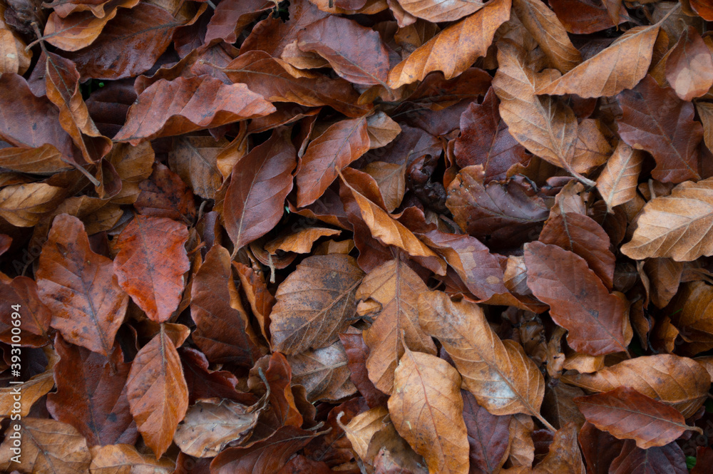 background of dried leaves background of dried leaves
